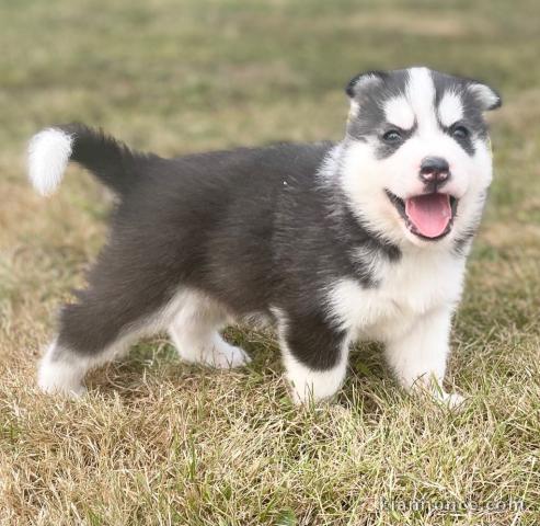 Magnifiques chiots Husky Siberie Femelles et Mâles LOF