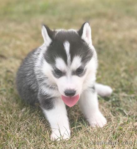 Magnifique femelles et male Husky Sibérie