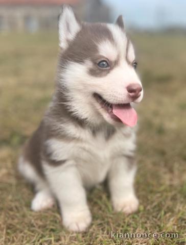 Magnifiques chiots Husky Siberie Femelles et Mâles LOF