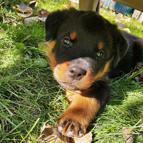 adorable chiots de type Rottweiller 