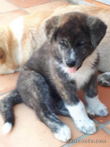 Donne chiot type Akita Inu,