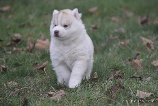 Chiot husky siberian femelle yeux bleu