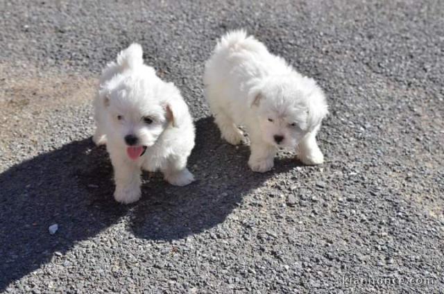 Donne chiot type Bichon Maltais 