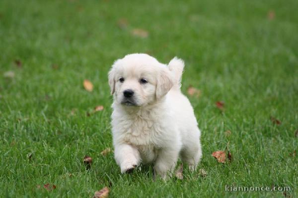 Chiot type Golden Retriever Femelle à DONNER