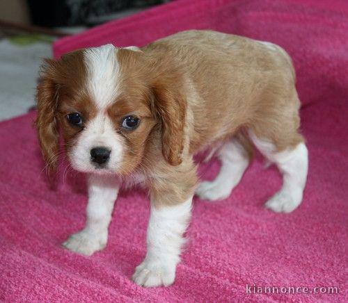 Adorable FEMELLE Cavalier King Charles A DONNER