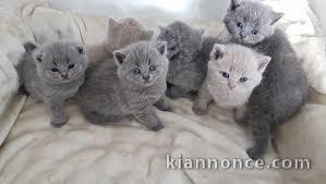 Chatons British Shorthair Loof disponible 