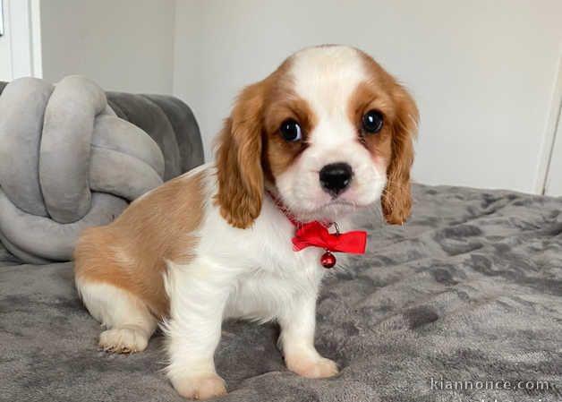 Chiot Cavalier King Charles femelle à Donner