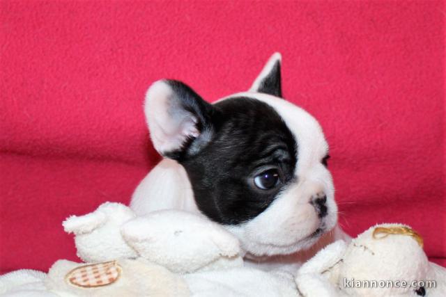 A donner chiot Bouledogue français femelle