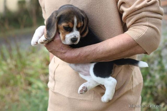 Adorable chiot type beagle femelle A DONNER