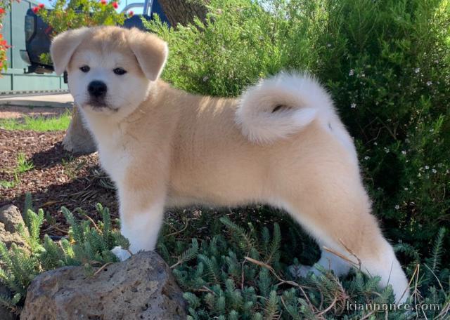 Magnifique Chiot Shiba Inu femelle à donner