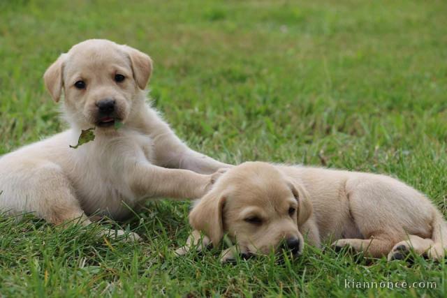 Chiots Labrador à donner 