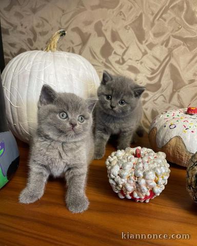 Deux chatons Bristish Shorthair a donner