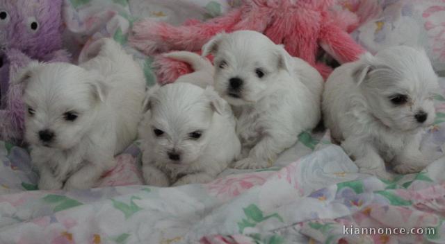 chiots bichons maltais adorable