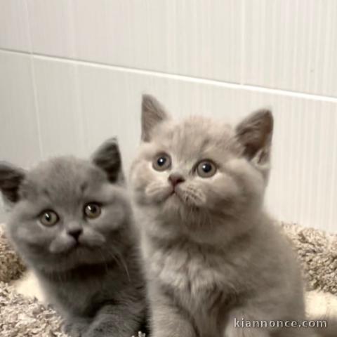 Deux chatons Bristish Shorthair a donner