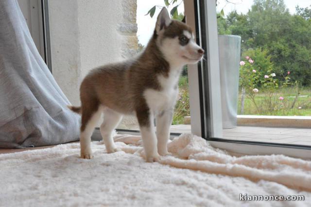 Chiots husky de sibériens a donner 