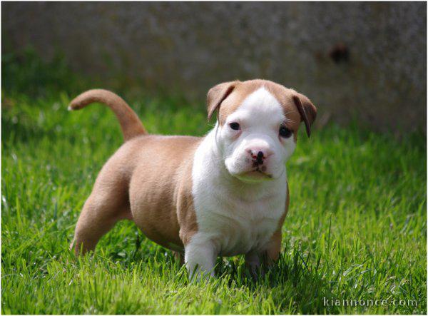 chiot American staffordshire terrier trois mois