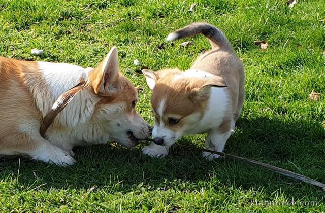 chiots welsh corgi pembroke