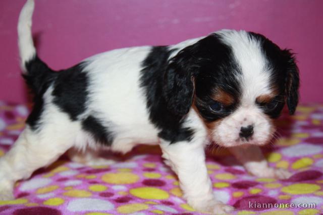 Donne chiot cavalier king charles femelle