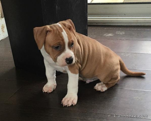 chiot American staffordshire terrier trois mois