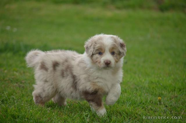 A donner chiot berger australien femelle