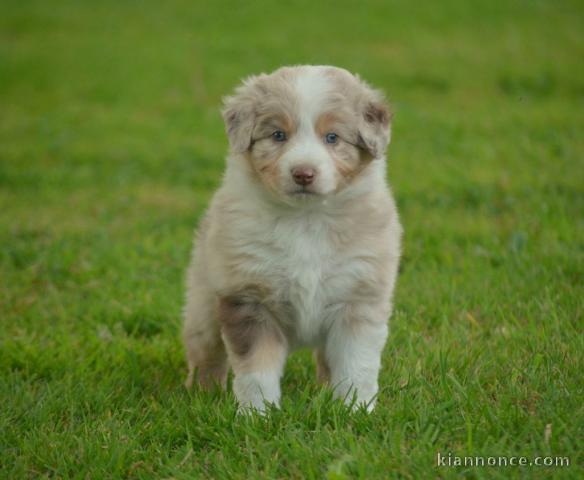 A donner chiot berger australien femelle