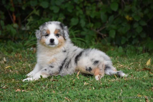 A Donner Chiot Type Berger Australien Femelle