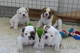 chiots bulldog anglais lof 