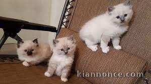 nos chatons ragdoll sont prêts pour leur nouvelle maison maintena