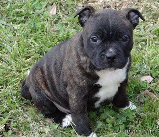 chiot American staffordshire terrier trois mois