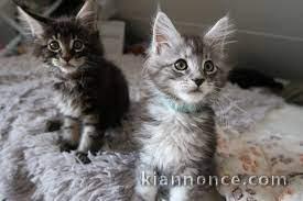 chatons maine coon loof 