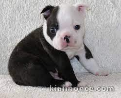 chiots boston terrier lof 