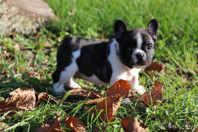 Donne chiot type Bouledogue français