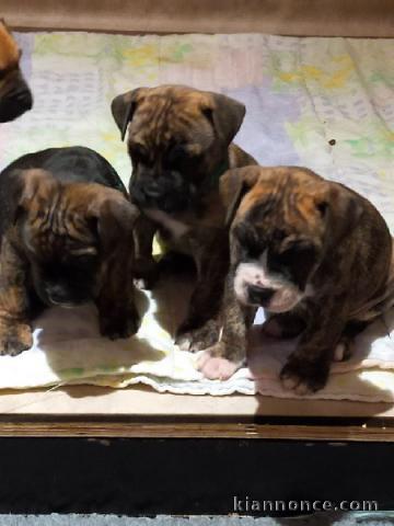 Chiots Type Dogue de Majorque