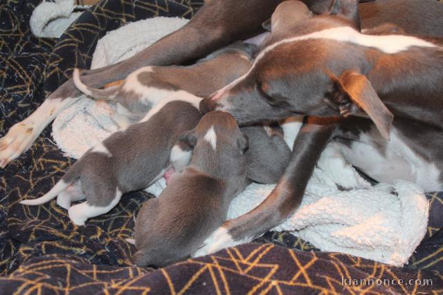 Adoption Chiots Whippet 