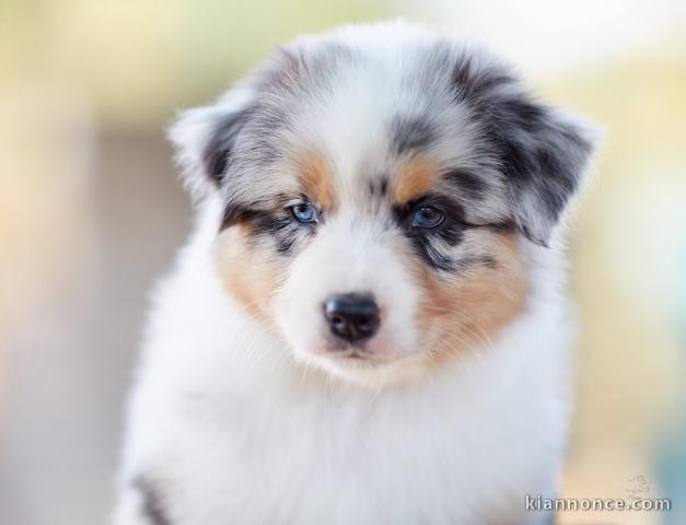 bergers austrauliens a vendre   australian shepherds for sale