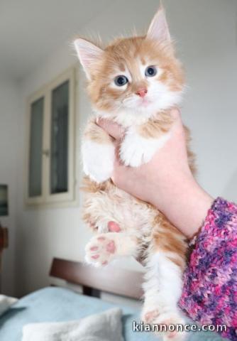 adorable chatons Norvégien a donner