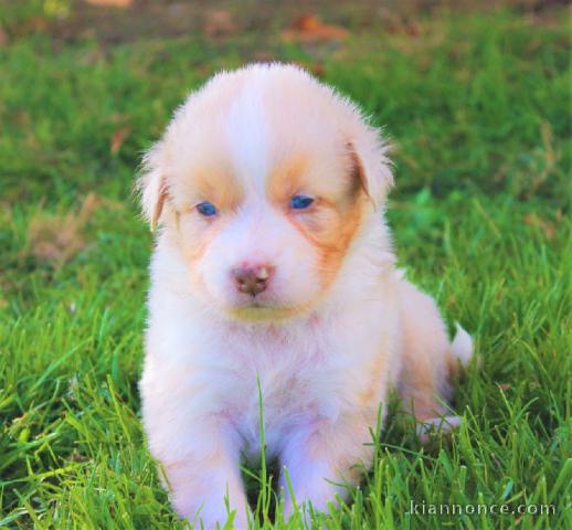 chiots berger australien adorable