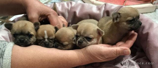 Adoption Chiots Chihuahua