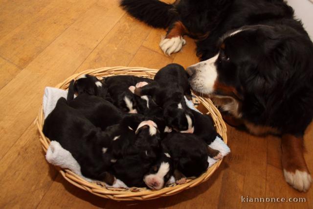 Chiots Bouvier Bernois pour adoption 