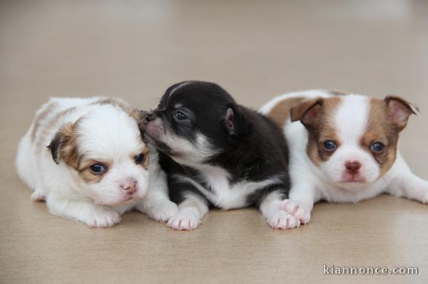  Chiots chihuahua lof a donner 