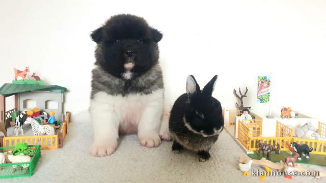 Chiots Type akita inu pour Noël