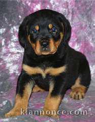 Chiot rottweiller à donner urgent