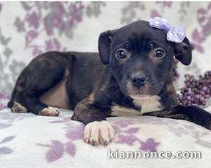 Chiot type American staffordshire terrier femelle