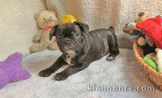 Chiot type bouledogue francais noir à donner