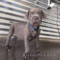 Chiot cane corso mastiff à donner