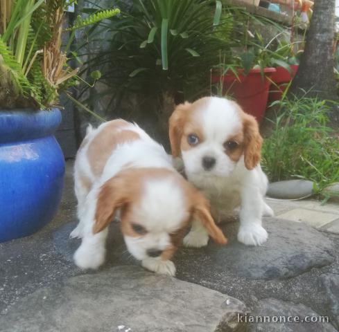 Adoption Chiots Cavalier King Charles