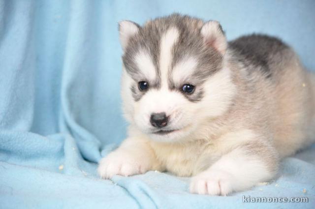 Adorables Chiots Siberian Husky