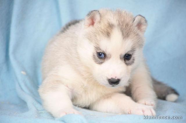 Adorables Chiots Siberian Husky