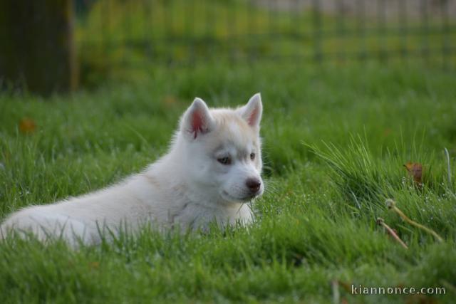 Adorables Chiots Siberian Husky