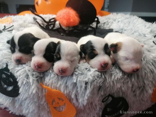 Chiots Parson Russell Terrier